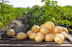 Pour récolter des pommes de terre dès le mois de mai, anticipez les plantations en mars avec des variétés primeur, dites aussi « nouvelles ». Vous aurez ainsi des pommes de terre à la peau fine et la chair tendre, avant les tubercules d’été et de conservation.