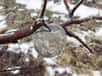 Le froid et l'humidité sont à l'origine des formations météo les plus spectaculaires que la nature est capable de créer. Il y a quelques années, un horticulteur américain a pris en photo d'incroyables pommes de glace, complètement vides de leur fruit.