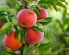 Un chercheur allemand a réalisé une étude sur l’histoire de la pomme et son évolution. Il montre que les pommiers se sont répandus d’abord grâce à la mégafaune qui les consomme, ensuite par les échanges commerciaux le long de la route de la soie.
