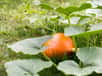 Le potimarron est un légume incontournable de l’automne. Pour obtenir de belles courges de plus de 1 kg à la chair orange à la saveur de châtaigne, l’opération de taille est très importante. Mais quand et comment doit-on tailler le pied de potimarron ?