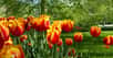 Les tulipes sont des fleurs bulbeuses et, vos travaux de plantation terminés, il faudra les arroser copieusement et maintenir la terre bien humide. Au moment de leur floraison, vos arrosages mériteront même d’être fréquents et abondants, en tenant compte bien sûr du niveau des pluies.