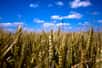 Le mouvement de l'agriculture écologiquement intensive est apparu en 2008 lors du Grenelle de l'environnement. © Kevin Lallier, Flickr, cc by 2.0