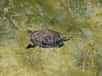 La tortue de Floride est une espèce invasive.  © Matrok, Flickr, DR