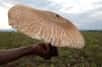 La plupart des champignons que nous connaissons sont de taille modeste. Mais en Afrique, on trouve un gigantesque champignon nommé Termitomyces titanicus dont le chapeau peut mesurer jusqu’à un mètre de diamètre.