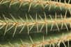 Qui s’y frotte s’y pique ! La plupart des cactus possèdent des épines dont il ne faut pas trop s’approcher sous peine d’avoir une douloureuse écharde dans le doigt. Mais pourquoi certaines épines sont-elles si difficiles à ôter par rapport à d’autres ? Des chercheurs ont trouvé leur secret.