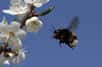 Vous comptez installer une ruche dans votre jardin ? Reste à choisir les plantes qui vont attirer les abeilles et produire un maximum de pollen et de nectar. Voici les arbres qui présentent le meilleur potentiel, en fonction des saisons et du rendement.