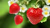La bonne fraise bien rouge et sucrée que l’on déguste au printemps n’est en réalité pas un vrai fruit. En croquant une seule fraise, vous mangez en fait des centaines de petits fruits ! Explications.