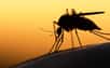 Mais pourquoi ces maudits moustiques s’entêtent-ils à gâcher nos soirées estivales ? Plusieurs explications sont avancées pour expliquer ce regain d’activité nocturne.