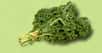 Le chou kale est une ancienne variété de chou vert, composé de grandes feuilles frisées, qui n’était plus consommé depuis plusieurs décennies. Cette appellation d’origine anglaise se traduit en français par des termes, eux aussi, très anciens : chou à vache, chou plume, chou vert demi-nain… Pourquoi est-il devenu autant à la mode ? Et quels sont ses bienfaits ?