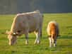 En image, une vache et son veau en train de brouter dans un pré. De plus en plus de personnes préfèrent acheter une viande dont l'animal a vécu dans de bonnes conditions. © 4028mdk09, Wikimedia, cc by sa 3.0