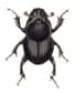 Onthophagus taurus, l’insecte le plus fort du monde. © Carl Gustav Calwer, domaine public