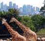 Avec des milliers de zoos, pas facile de s'y retrouver ! Voici quelques pistes autour de la planète pour vous aider à choisir au mieux, parmi les plus grands zoos dans le monde.