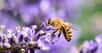 On parle de plus en plus des abeilles qui ont tendance à disparaître des vergers et des jardins. Il s’agit là d’un problème très grave car sans ces insectes, de nombreuses plantes ne pourraient plus se reproduire. Protégez-les dans vos massifs de fleurs !