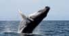 Les baleines à bosse sont des animaux fascinants. Par leur taille bien sûr. Mais aussi par leurs comportements qui ne cessent d’interpeller les chercheurs.