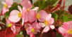 Le bégonia tubéreux se développe à partir d'un tubercule, un peu comme la tulipe. Ses fleurs, simples, semi-doubles ou doubles et aux coloris éclatants, s’épanouissent de juin-juillet jusqu’aux gelées.