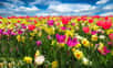 Champs de tulipes et jonquilles. © Blende12, Pixabay, DP