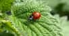 La coccinelle est un excellent ami pour la protection des plantes. © Ariessa 66, Pixabay, DP
