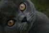 Les yeux du chat - Crédits Morgan Leigh  / Wikipedia
