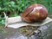 Escargot de Bourgogne (Helix pomatia) - Crédits Dr. Hagen Graebner / Wikipedia