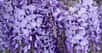 La glycine est un arbuste pouvant offrir une hauteur de 3 à 4 mètres, parfois plus. Ses fleurs sont violettes, mauves ou blanches, réunies en grappes grêles pendantes et qui s’épanouissent d'avril à juin.