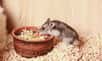 Les hamsters sont des animaux de compagnie très populaires. Petite taille, aspect mignon et caractère calme, ils suscitent souvent de l’affection chez leur propriétaire. S’ils sont réputés pour leur espérance de vie courte, une adoption responsable et bien informée peut allonger la longévité de ces animaux.