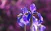 L'iris,&nbsp;roi du jardin ! © Pixels 2013, Pixabay, DP