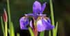 Vous avez l’embarras du choix... mais si vous êtes fleurs bleues, la glycine et les iris vous offriront une palette spectaculaire de couleurs, alors que les graminées onduleront, bercées par le vent léger de l'été.