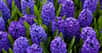 Très appréciée pour sa beauté et son parfum, la jacinthe (10 à 20 cm de hauteur) est au printemps, avec la tulipe et le narcisse, la reine des fleurs bulbeuses. Il en existe de fort belles variétés, comme Améthyste (fleur lilas sombre), Blue Magic (bleu presque marine), Gipsy Queen (rose saumon), Lady Derby et Carnegie (blanc pur).