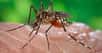 Les insectes sont susceptibles de transmettre des maladies. Le moustique-tigre fait partie des dangereux porteurs de virus. Par sa piqûre, se transmettent des infections, dont certaines dans des cas extrêmes peuvent être mortelles si elles ne sont pas traitées à temps. 