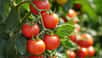 La mouche blanche de la tomate se regroupe en colonie sous les feuilles pour en sucer la sève, ce qui provoque, à terme, le dépérissement de la plante. Mais il existe un moyen de s'en débarrasser écologiquement en faisant appel aux prédateurs de ce ravageur très gourmand. Pour éviter de contaminer ensuite les fruits sur le pied de tomate, un traitement naturel s'impose.