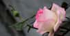 Le rosier est un arbuste qui réclame d'être taillé pour bien fleurir, à l'exception de ses variétés couvre-sol. Négliger cette pratique conduirait immanquablement votre culture à s'étioler progressivement.