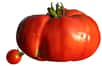 Rougir comme une tomate est un processus naturel qui peut être handicapant. © Wikimedia Commons