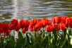 Certaines plantes poussent à partir d’un bulbe, comme par exemple la tulipe. Ces végétaux fleurissent au printemps et d’autres en été. Leur floraison terminée, vous pouvez avoir intérêt à retirer leur oignon de terre afin d’en assurer une bonne hibernation, cela pour les replanter au printemps ou en été.