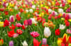 Si les Pays-Bas sont le pays des tulipes, ces fleurs sont également très appréciées dans nos jardins pour leurs couleurs vives. On en compte en tout 15 divisions, en fonction de leurs formes et de leurs hauteurs. Découvrez comment obtenir de belles tulipes tout l'hiver !