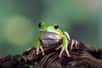 Elles sont souvent petites, vertes, et se distinguent par leurs gros yeux, leurs drôles de pattes et leurs grands bonds. Aussi interchange-t-on souvent leur nom... À tort ! Voici les différences entre les rainettes et les grenouilles.