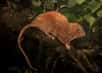 Depuis longtemps, dans les îles Salomon, des habitants parlent de l’existence de vika, un rat géant vivant dans les arbres. Intrigué, un spécialiste des mammifères a finalement pu en débusquer un. Voici à quoi il ressemble et comment il a été découvert.