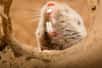 Certains rats-taupes montrent une résistance à différents types de douleurs. Cette caractéristique héritée de l'évolution leur aurait permis de s’adapter à de nouveaux habitats. Elle pourrait aussi servir à mettre au point des médicaments antidouleurs.