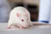 Stimulation électrique et rééducation assistée par un robot ont permis à des rats paralysés de réapprendre à marcher. Grâce à ces techniques, des chercheurs de l'EPFL (École polytechnique fédérale de Lausanne) ont provoqué la formation de nouvelles connexions nerveuses.