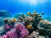 L’acidification des océans fait partie des conséquences directes du dérèglement climatique, et pourrait rapidement atteindre des niveaux sans précédent. Pourtant, aucun gouvernement ne semble préparé aux nombreux dommages qu'elle causera. C'est la triste conclusion d'une récente étude.