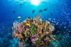 Dans les eaux profondes du nord de l'Australie, des scientifiques ont découvert un nouveau récif corallien plus haut que la tour Eiffel !