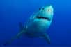 Un requin blanc géant surnommé « Contender » a été capturé par l'équipe d'Ocearch dans l'Atlantique Nord-Ouest. Ce mâle impressionnant de 4,2 mètres et 750 kilogrammes représente une découverte exceptionnelle pour la communauté scientifique. Quelles révélations ce mastodonte des mers pourrait-il offrir sur les mystères de cette espèce emblématique ?