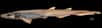 La roussette (Galeus melastomus) sans peau pêchée à 500 mètres de profondeur près de la Sardaigne. © Antonello Mulas of the University of Cagliari, Italie