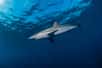 Notre requin soyeux a finalement pu récupérer 87 % de la taille d'origine de sa première nageoire dorsale. © nicolas, Adobe Stock
