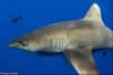 Les cicatrices rondes sont visibles sur la peau de ce requin longimane, près de son aileron dorsal. © Deron Verbeck