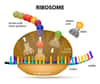 Lors de la traduction de l’ARN, les ARNt apportent les acides aminés à insérer dans la chaîne polypeptidique en formation. © designua, Fotolia