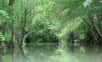 La ripisylve est l’ensemble de la végétation boisée située à proximité des cours d’eau. © cynoclub, Fotolia