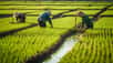 Le prix du riz a des conséquences planétaires. © Kedek Creative, Adobe Stock