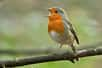 Découvrez comment transformer votre balcon en un véritable refuge pour les rouges-gorges. Un fruit simple et accessible peut faire toute la différence pour attirer ces charmants oiseaux. Prêt à créer un petit coin de paradis pour nos amis ailés ? Suivez notre guide et observez la nature s'épanouir à votre fenêtre.