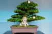 L’intérêt pour les bonsaïs, ces arbres miniatures que les Japonais cultivent depuis des siècles dans leurs jardins, connaît en Europe, notamment en France, un développement spectaculaire. Découvrez tous nos conseils pour bien entretenir votre bonsaï.