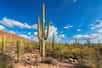 Les cactus géants sont l’emblème du désert américain. En Arizona, les saguaros, ces colosses verts hérissés d’épines peuvent atteindre 13 mètres de hauteur et vivre des centaines d’années. Mais en se promenant dans ce désert riche de végétaux en tous genres, un constat s’impose : il est quasiment impossible de trouver de jeunes pousses de cactus.